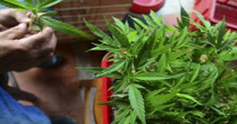 Le Maroc 1er exportateur de cannabis dans le monde selon l'OICS