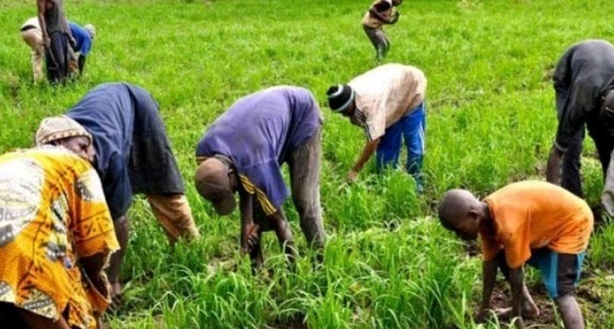 Vélingara : Commercialisation du riz Paddy dans le Bassin de l’Anambé