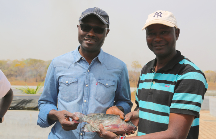 KOLDA : le domaine agricole de Médina Yoro Foula pour lutter contre l’émigration clandestine et la déforestation.