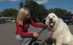 Ah, l’Amérique : un chien a été élu maire dans une ville du Minnesota