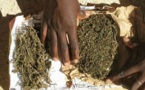 Popenguine – lutte contre le trafic de drogue : 130 kg de chanvre saisis sur la plage de Guéréw