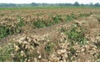 Financement de la campagne arachidière : L’Etat injecte 32,2 milliards Fcfa à la Sonacos Sa