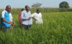 PNAR – La leçon du Pr Moussa Baldé, DG de la SODAGRI: « Le riz est possible partout… »