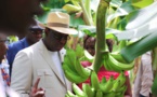 Tournée agricole : Macky Sall bichonne les producteurs de banane.