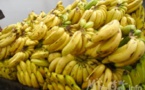 Laboya, capitale de la banane sénégalaise ?