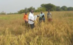 PNAR à Kolda : Le village de Soukou entre en force dans la « NERICAlisation » grâce à M Sylla.