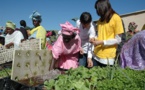 KOLDA – SECURITE ALIMENTAIRE   Plus de 3 000 horticultrices sénégalaises et bissau-guinéennes mutualisent leurs forces