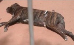 Gambie – Le chien qui mordu à mort le fils de Barrow a été tué par injection