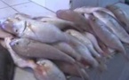 Macky Sall veut doter la ville de Mbour d’"un grand marché au poisson"