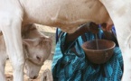 Une étude explique les problèmes des femmes sénégalaises dans la sphère productive de l'élevage