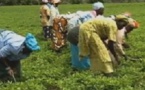 Baisse progressive des surfaces agricoles à Dakar : une enquête sonne l’alerte
