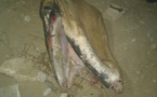 Corniche Ouest : Une baleine a échoué sur la plage