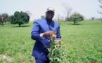 Agriculture: l’UEMOA félicite le Sénégal pour les « performances » du PRACAS