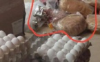 INSOLITE : Quand à la Brioche Dorée, on dépose la nourriture par terre avant de la servir...