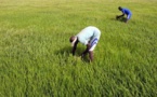 Le prix du riz Paddy sera fixé à 125 francs/le kg (ministre)