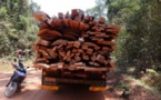 Kolda : 30 présumés trafiquants de bois arrêtés et des véhicules saisis