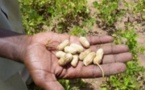 Abdoul Lahad Seck, maire de Keur Saloum Diane : « L’arachide vaut de l’or »