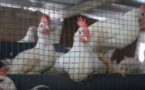 Elevage de volaille : L’hivernage, un véritable casse-tête pour les petits aviculteurs