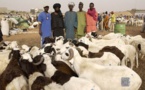 Kolda : des moutons offerts à des familles de défunts militaires