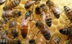 Le Japon va construire un centre d’apiculture à Dakar