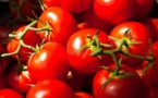 Ouverture prochaine d’une usine de production de tomates à Saint-Louis