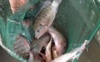 Pisciculture contre le chômage et la raréfaction du poisson à Sédhiou