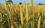 Fatick occupe la première place dans la production de mil et d’arachide