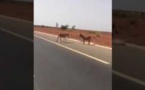 Autoroute à péage : Un automobiliste filme des ânes qui traversent