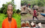Arrestation d’un maire Apériste pour trafic de bois (Bignona)