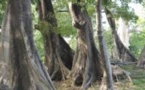 Boutoupa Camaracounda: 04 Jeunes Partis À La Recherche Du « Maad » Dans La Forêt De Samick Portés Disparus Depuis Dimanche