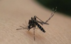 Dengue à Fatick : Le bilan s'alourdit