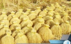 SODAGRI table sur une production de 270 000 tonnes de riz Kolda