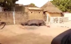 Hippopotame tué à Kédougou : Les images de la polémique