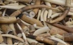 Trafic d’ivoire : Un autre Chinois arrêté à l’Aibd