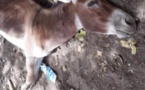 Grippe équine: La maladie tue 211 ânes à Foundiougne
