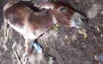Région de Tambacounda / Grippe Équine : La maladie emporte une centaine d’ânes