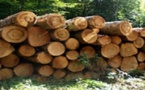 Port de Banjul : Saisie de 4 containers de bois en provenance du Sénégal