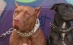 Talibé attaqué par un pitbull : Les aveux du propriétaire du chien et l’état de santé du talibé