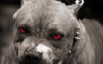 PIKINE : LE PROPRIÉTAIRE DU PITTBULL FACE AUX JUGES LE 31 MAI