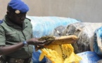 Mbour : La gendarmerie saisit 600 kg de chanvre indien