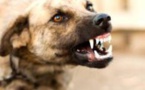 Gandigal : Mordue par un chien, elle meurt après avoir reçu une piqûre à l'hôpital de Mbour