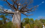 Kédougou : Un arbre s'affaisse et tue deux personnes sur le coup