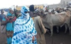 Magal de Touba : Sokhna Aïda Diallo au Mali pour l’achat de bœufs