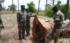 Lutte contre la coupe de bois abusive : Abdou Karim Sall équipe ses services