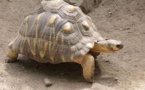 La plus vieille tortue d’Afrique, morte à l’âge de 344 ans au Nigeria