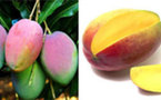 Mangue : la production des variétés kent et keit expérimentée à Matam