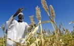 Afrique de l’Ouest : Un atelier sur les statistiques agricoles. Le Sénégal absent.