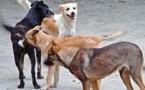 Des chiens sèment la panique à Thiaroye Kao