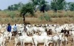 Vélingara : L’assemblée générale de l’association des éleveurs du bassin de l’Anambe n’a pu avoir lieu faute de quorum