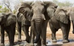 Parc Niokolo-Koba : Les éléphants sont de retour !